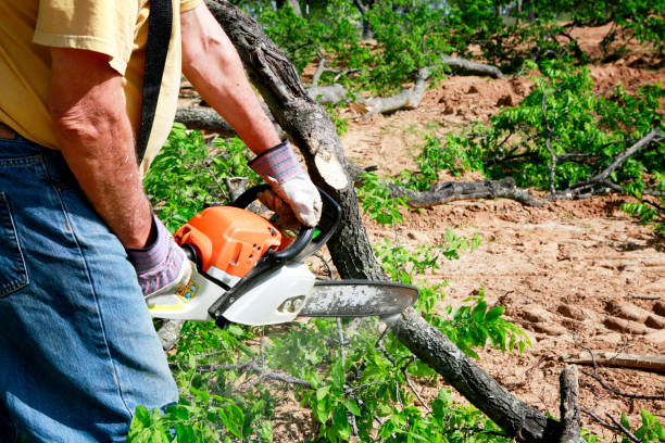 Best Commercial Tree Services  in Gray Summit, MO